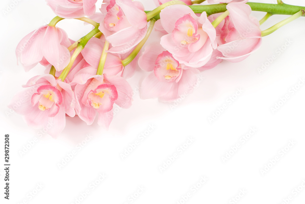 洋蘭の花