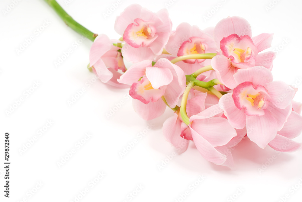 Naklejka premium 洋蘭の花