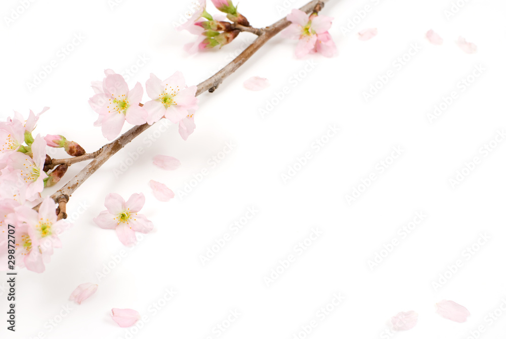 Obraz premium 啓翁桜の花