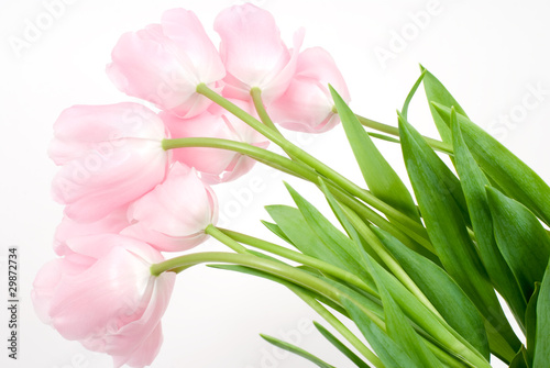 Fototapeta Naklejka Na Ścianę i Meble -  ピンクのチューリップの花束
