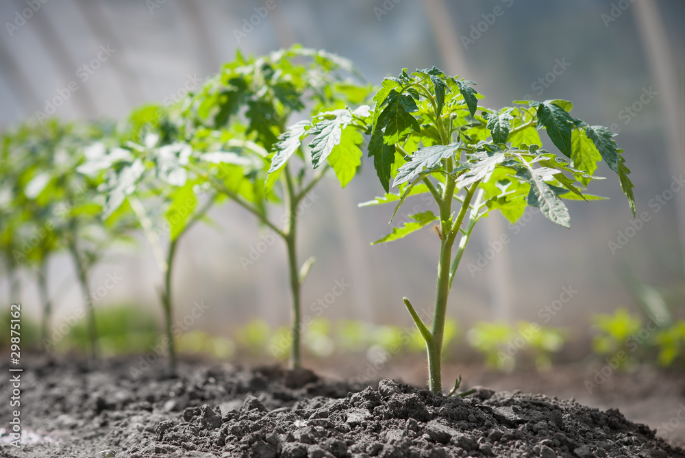 Fototapeta premium gruwth seedling tomato