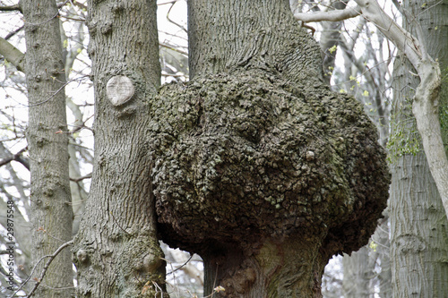Fotografija Grosse Maserknolle an einem Baum
