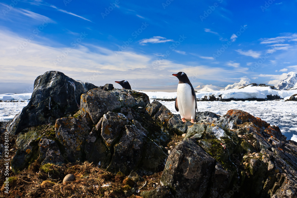 Obraz premium penguin protects its nest