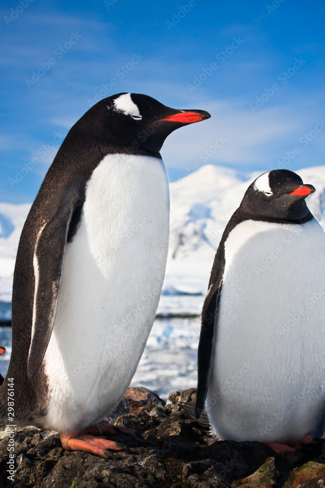 Obraz premium penguins in Antarctica