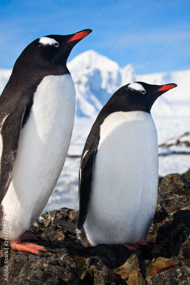 Obraz premium penguins in Antarctica