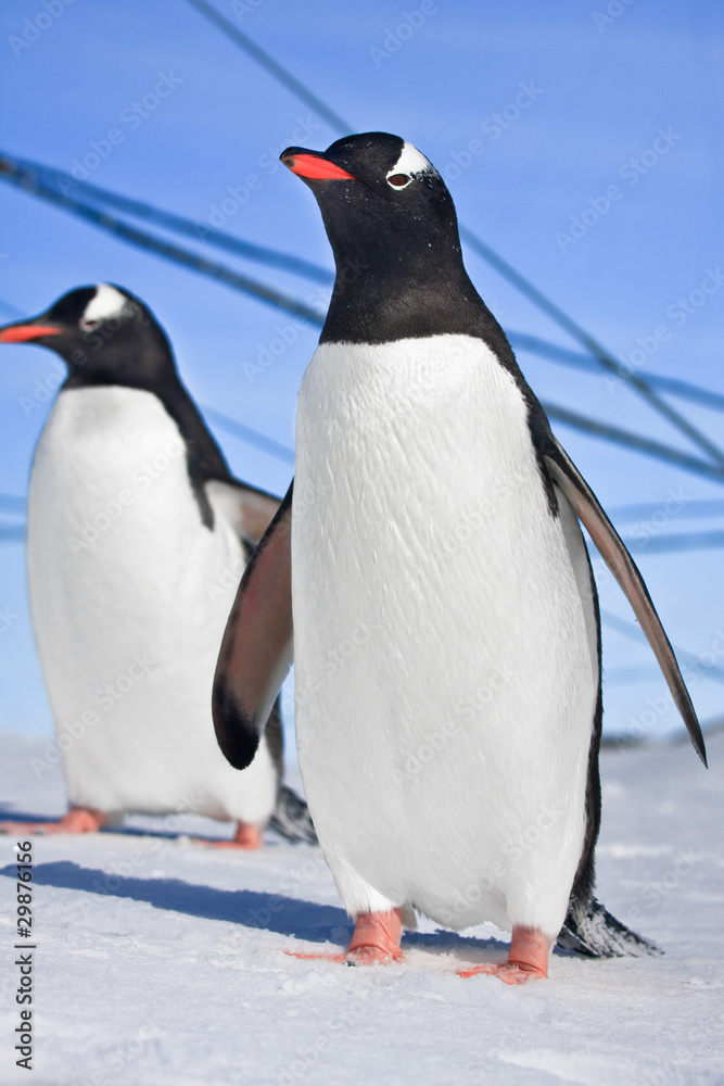 Obraz premium penguins in Antarctica