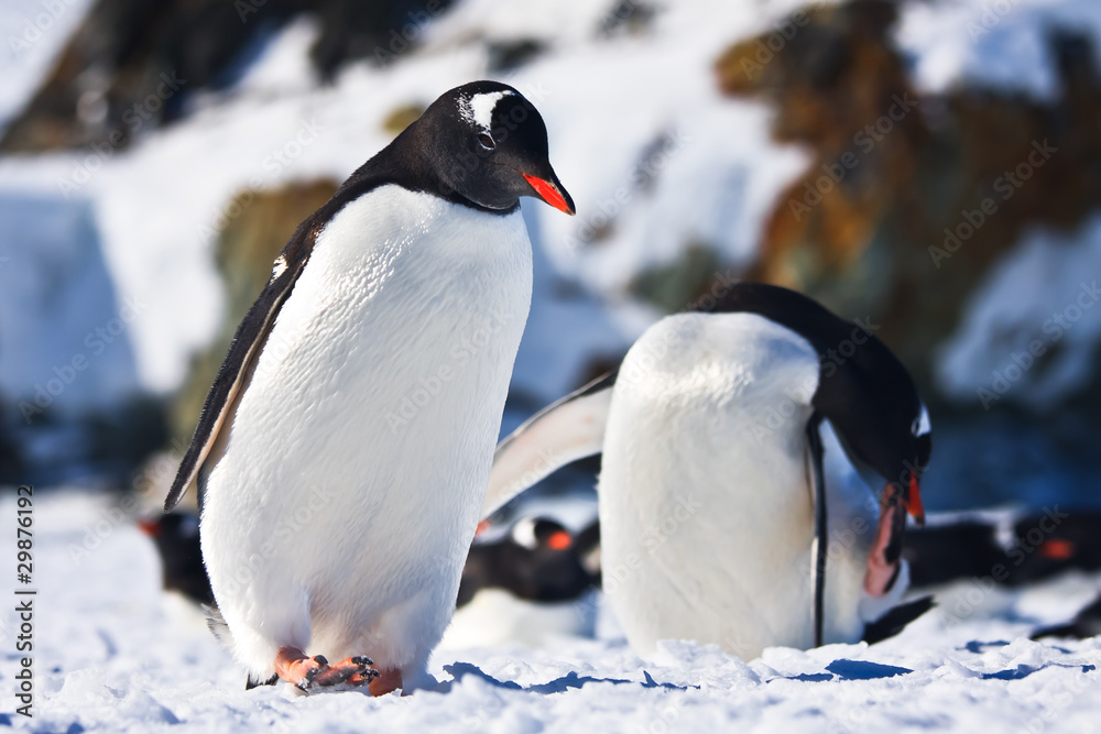 Fototapeta premium Two penguins in Antarctica