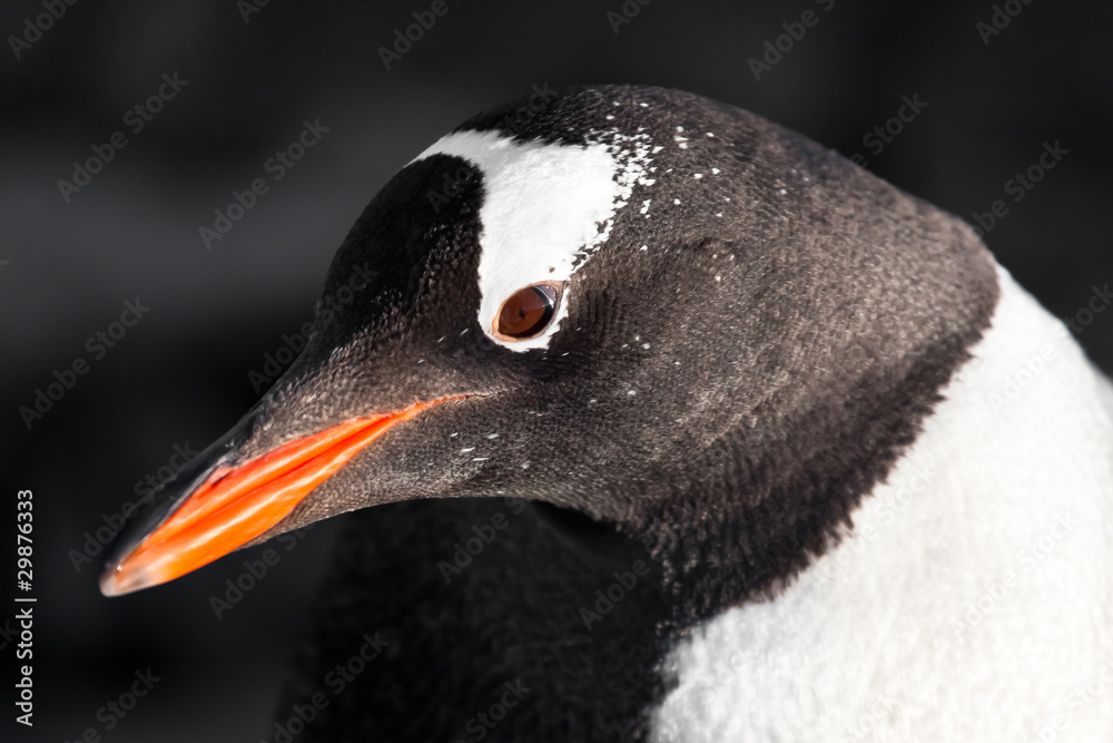 Naklejka premium black and white penguin