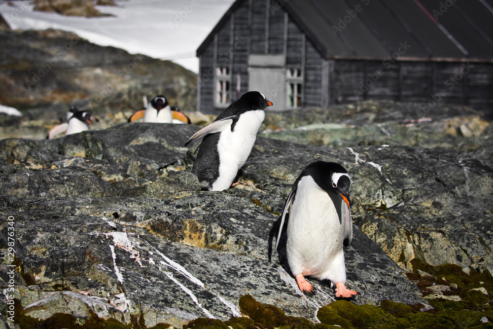 Fototapeta premium penguins in Antarctica