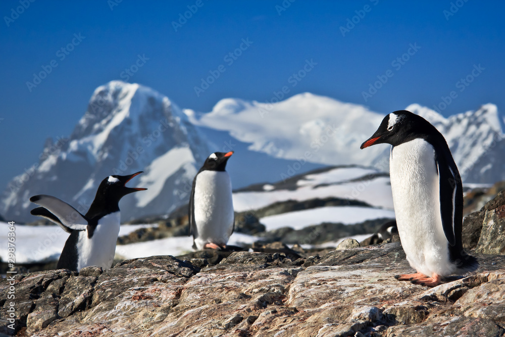 Fototapeta premium Three penguins dreaming