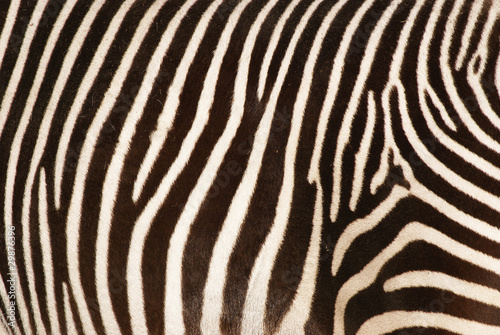 zebre