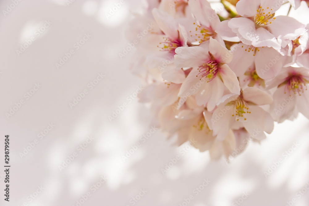 Fototapeta premium cherry blossom