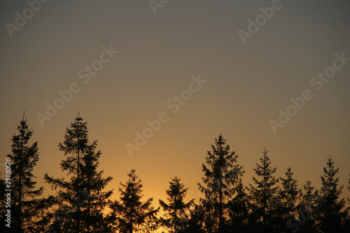 Evergreen sunset silhouette © imageegami