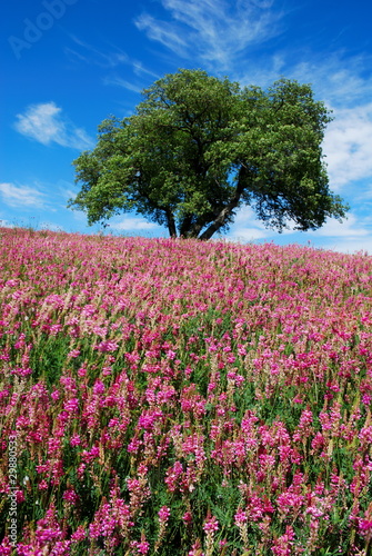 Wallpaper Mural Tree and flowers Torontodigital.ca