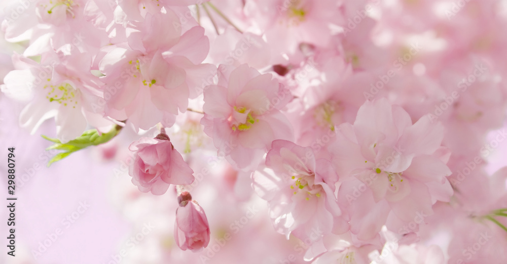 Naklejka premium cherry blossom