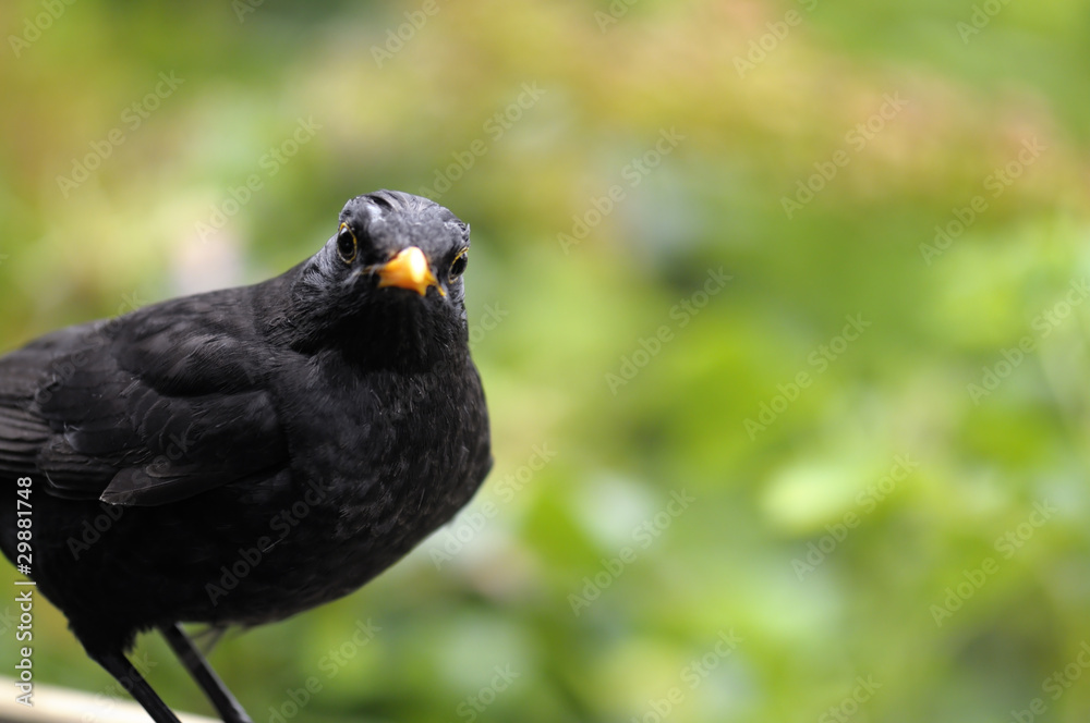 Common Blackbird (Turdus merula)