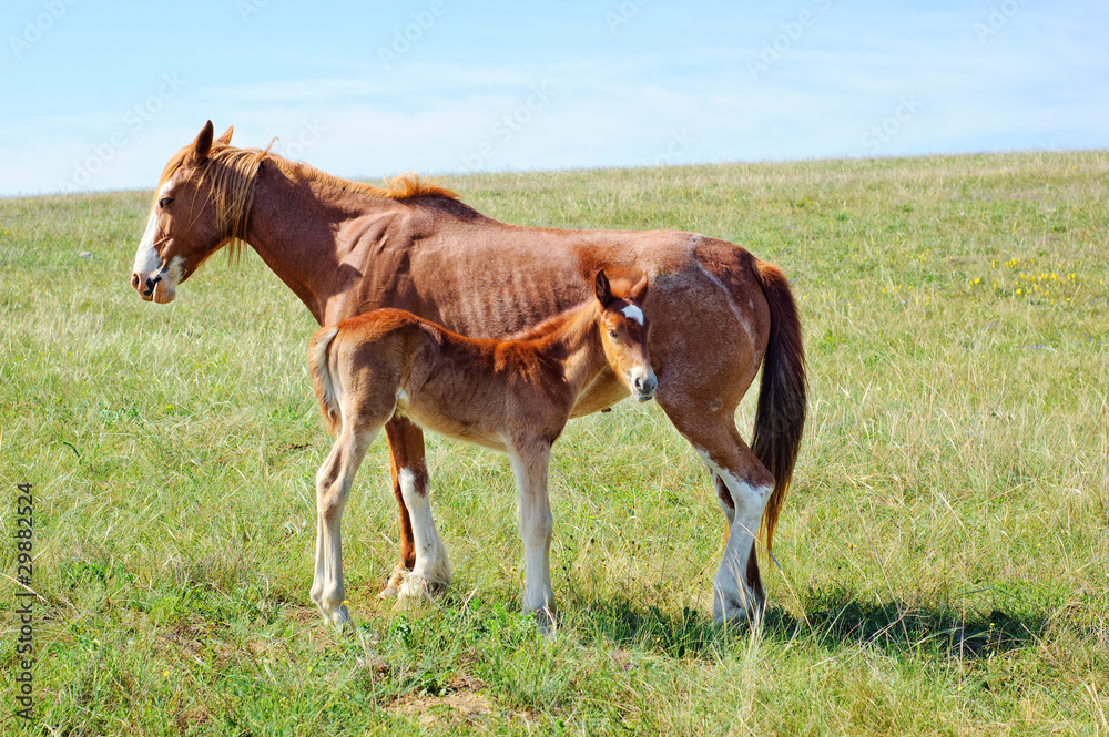 A horse with a foal on the meadow A horse with a foal on the meadow