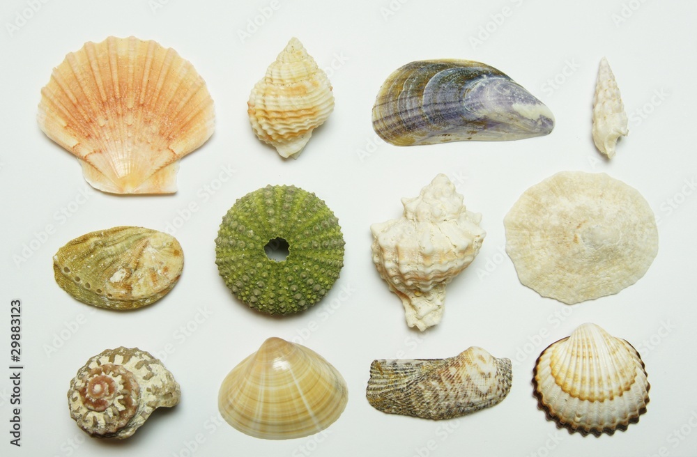 muscheln Stock-Foto | Adobe Stock