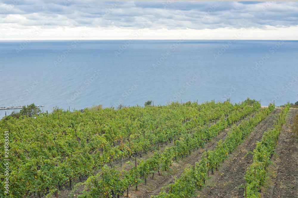 Vineyard on a Black Sea shore at a fall season, Crimea, Ukraine.