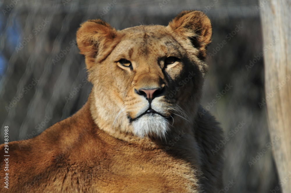 Obraz premium Löwe