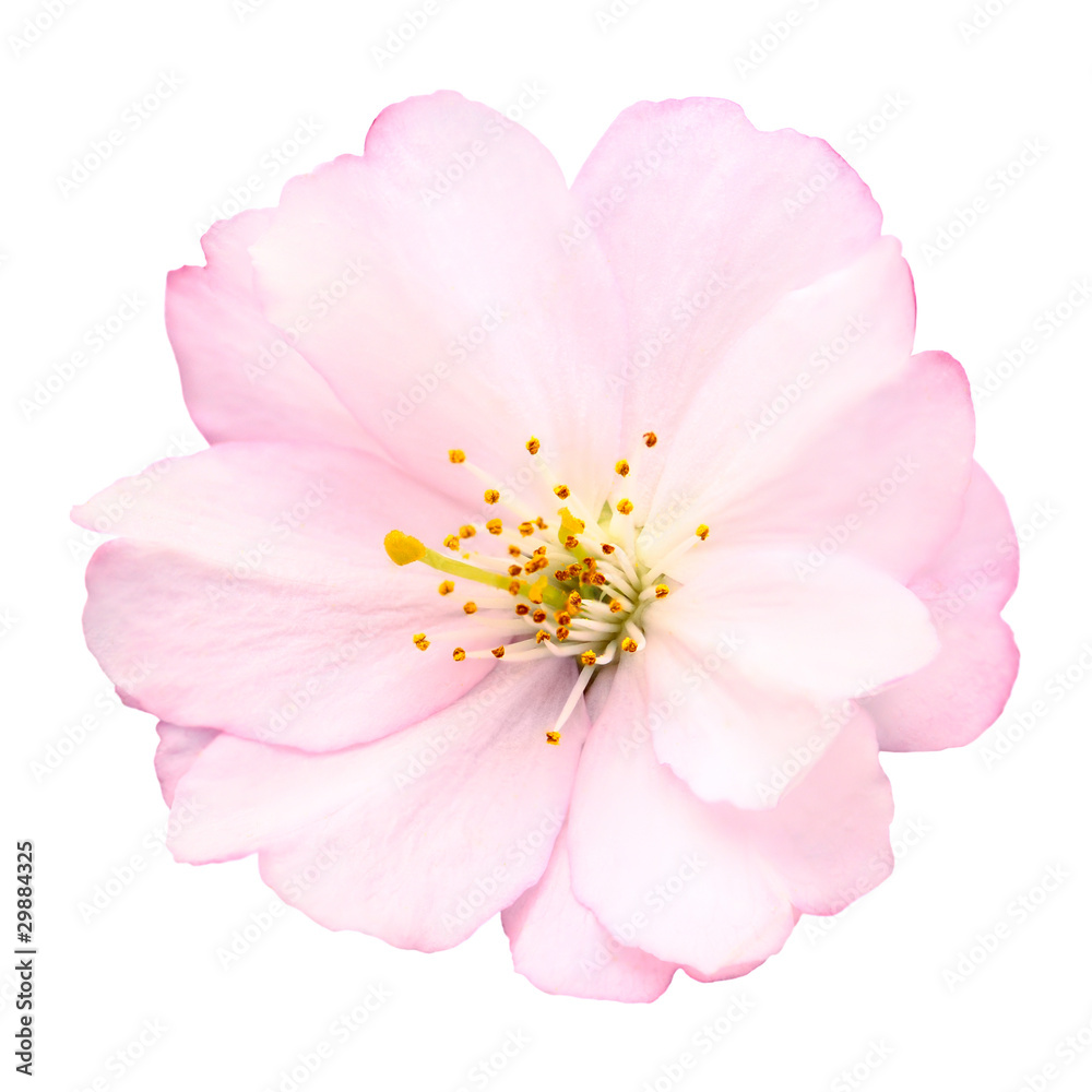 Obraz premium Freigestellte Nahaufnahme einer Kirschblüte