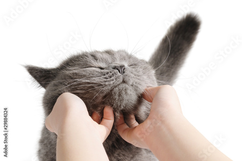 Happy cat is pleased with hand stroking photo