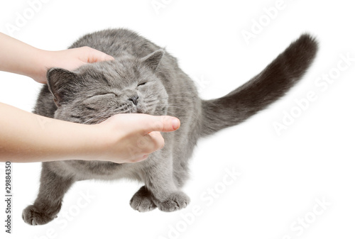 Slika na platnu Happy cat is pleased with hand stroking