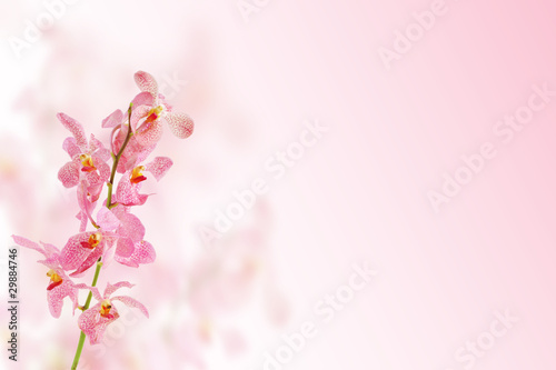 Fototapeta Naklejka Na Ścianę i Meble -  Pink orchid flower