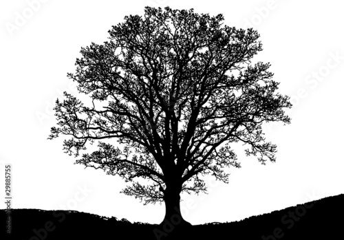 Baum - Umrisse