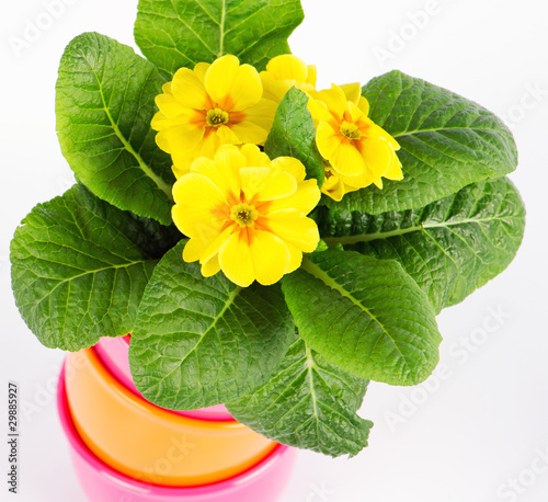 beautiful primulas flowers in colorful buckets