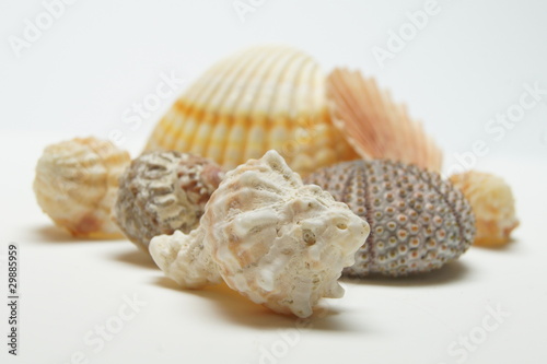 muscheln photo