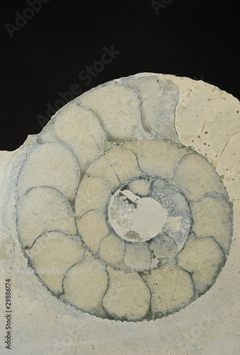 Detail Ammonit Querschnitt