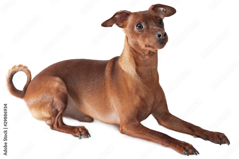 Laying pinscher