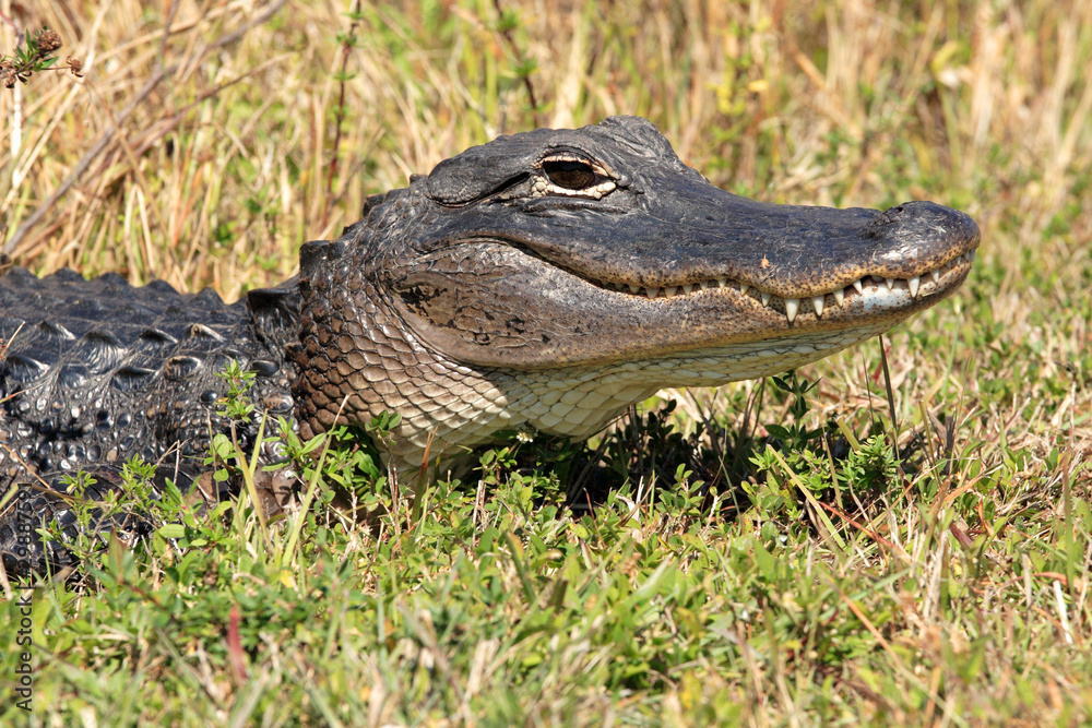 Fototapeta premium an American alligator in the Florida Everglades