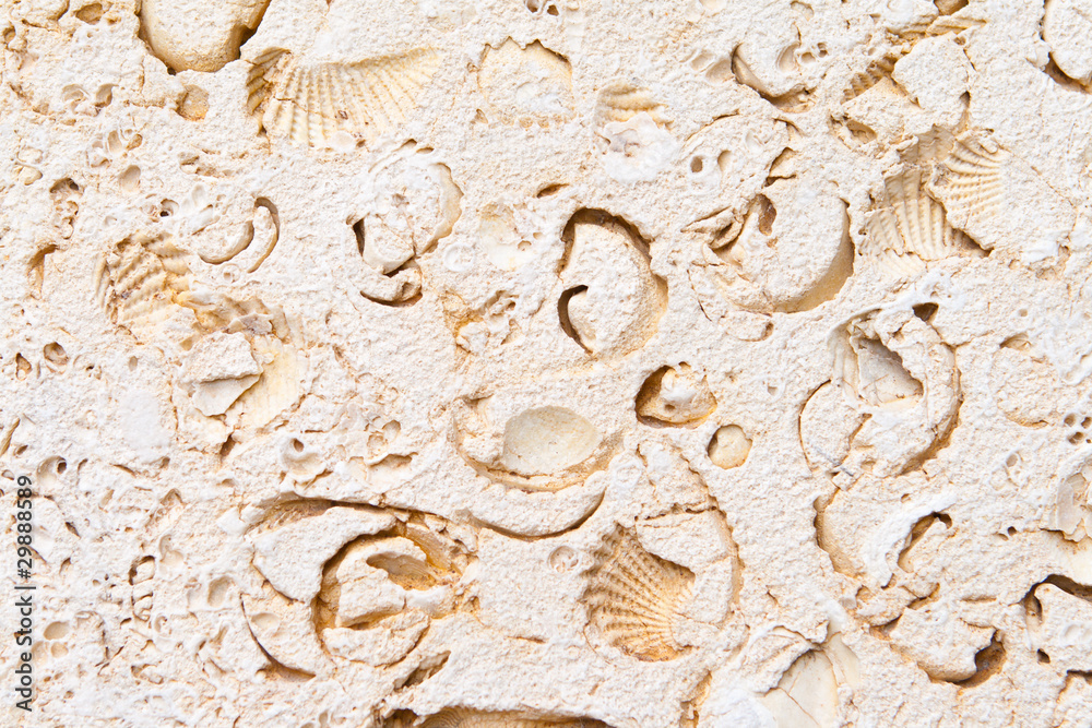 Full Frame Limestone with Embedded Fossils