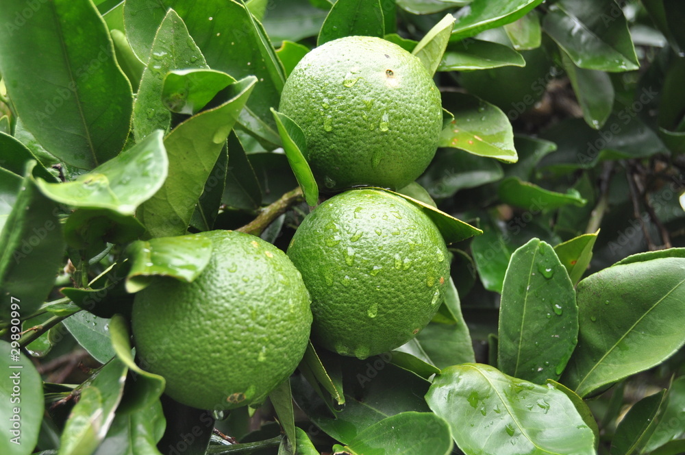 Lemons on a bush Lemons on a bush