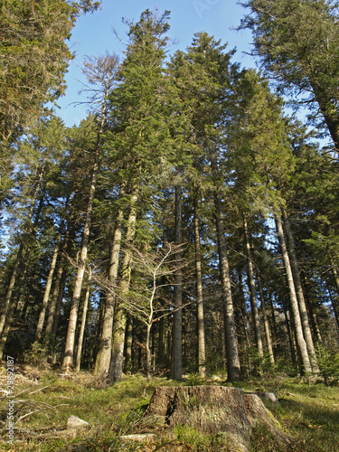 SAPINS VOSGIENS photo