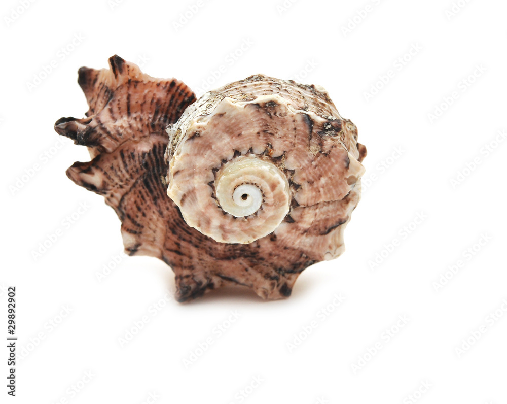 sea shell sea shell