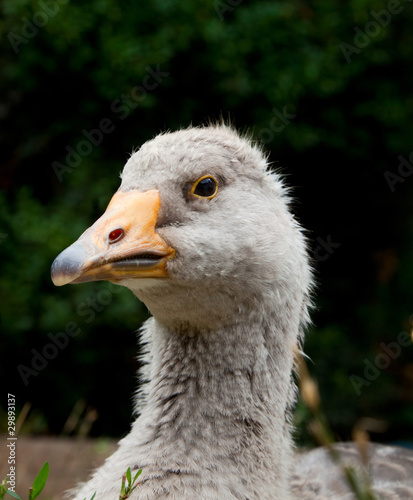 Grey goose head close-up