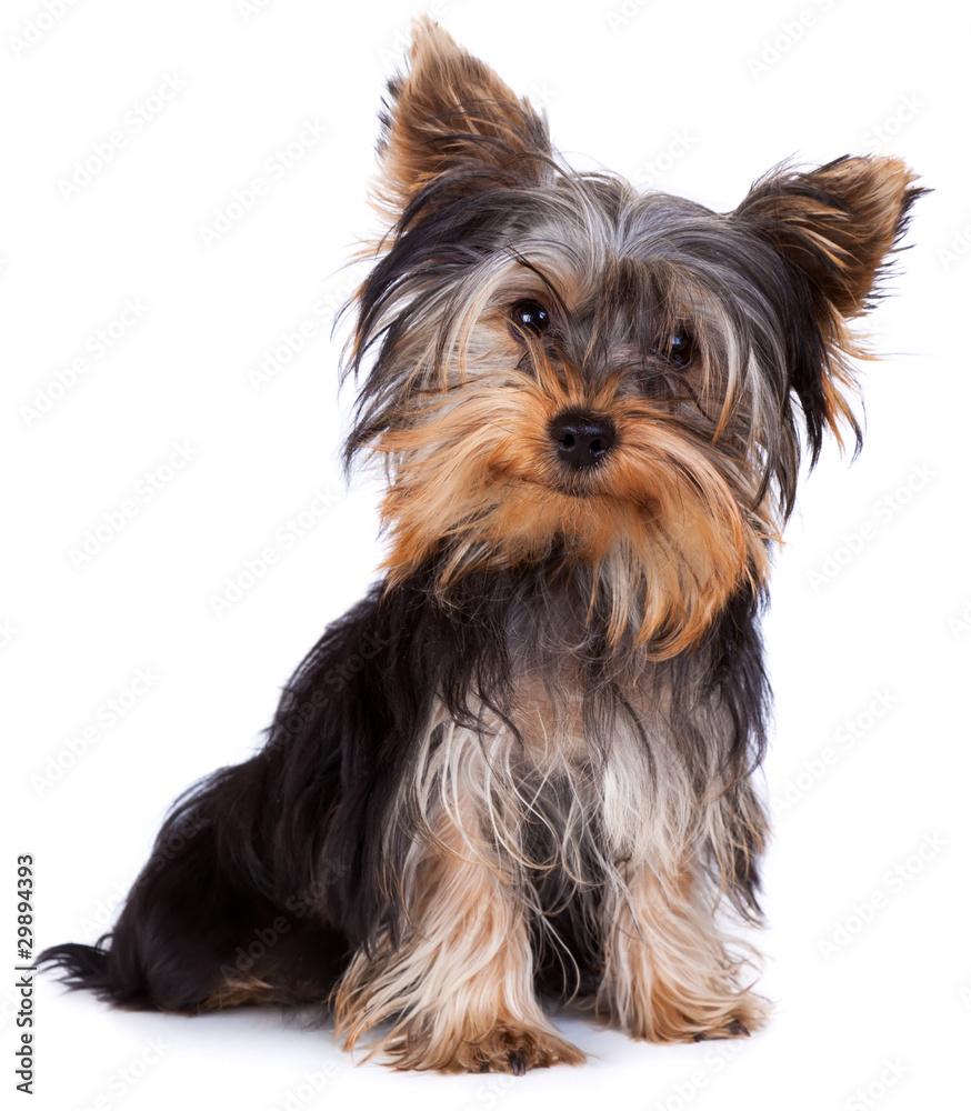 Yorkshire terrier - obrazy, fototapety, plakaty 