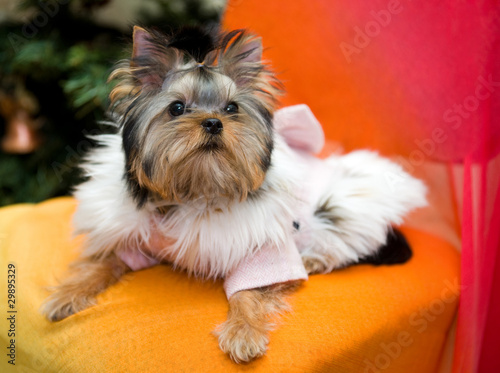 yorkshire terrier