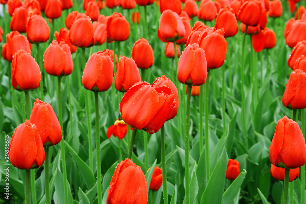Obraz premium Sea of red tulips with water drops
