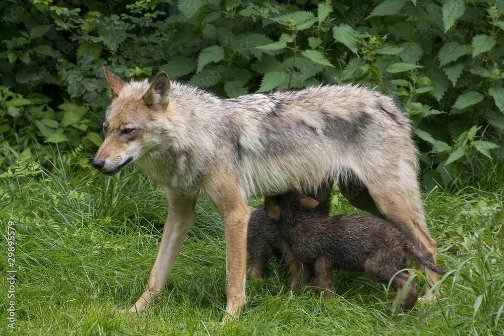 Wolfsfehe beim säugen ihrer Welpen ( Canis lupus )