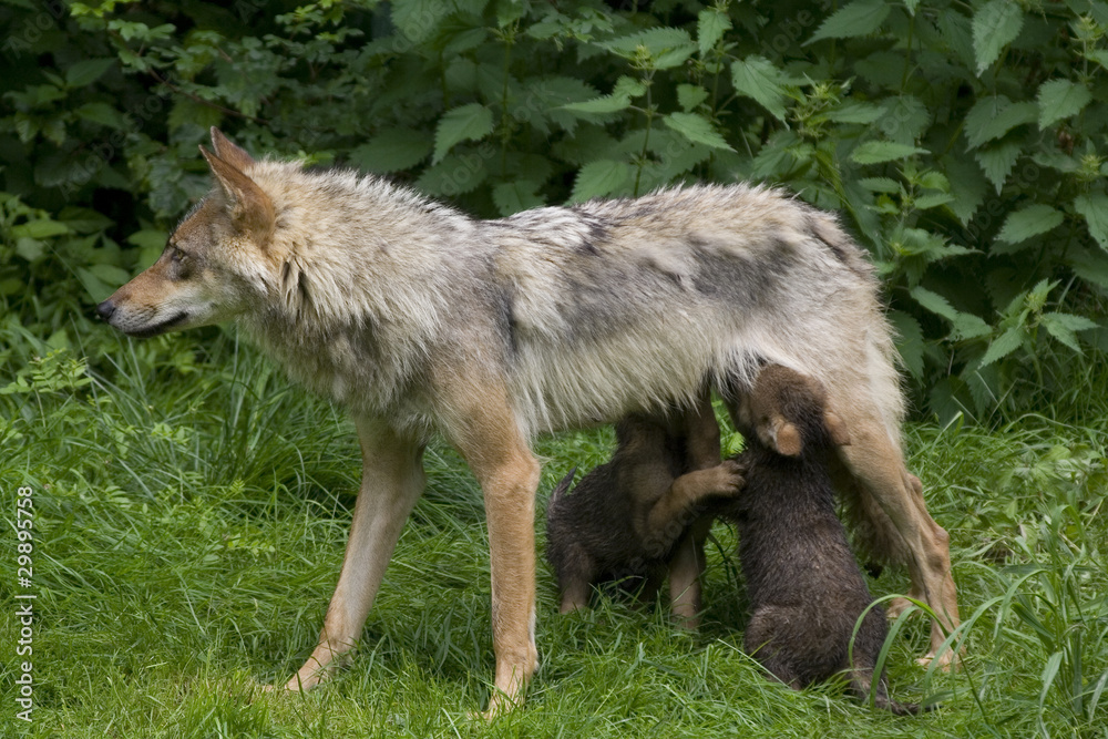Fototapeta premium Wolfsfehe beim säugen ihrer Welpen ( Canis lupus )
