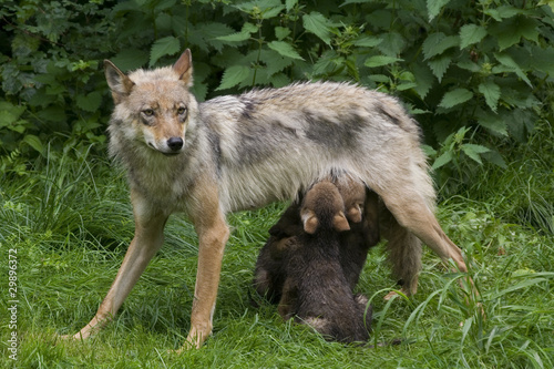 Wolfsfehe beim säugen ihrer Welpen ( Canis lupus )