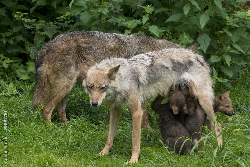 Wolfsfehe beim säugen ihrer Welpen ( Canis lupus ) Wolfsfehe beim säugen ihrer Welpen ( Canis lupus )