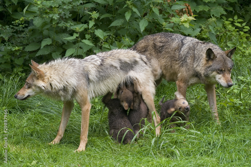 Fototapeta premium Wolfsfehe beim säugen ihrer Welpen ( Canis lupus )