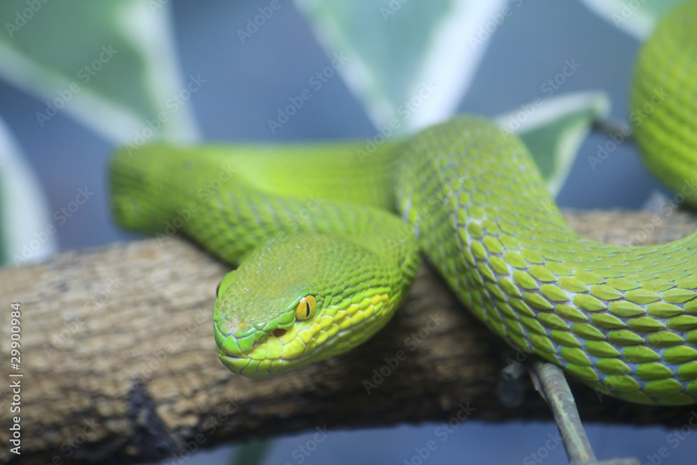 Single colorful scrunch green young snake Single colorful scrunch green young snake