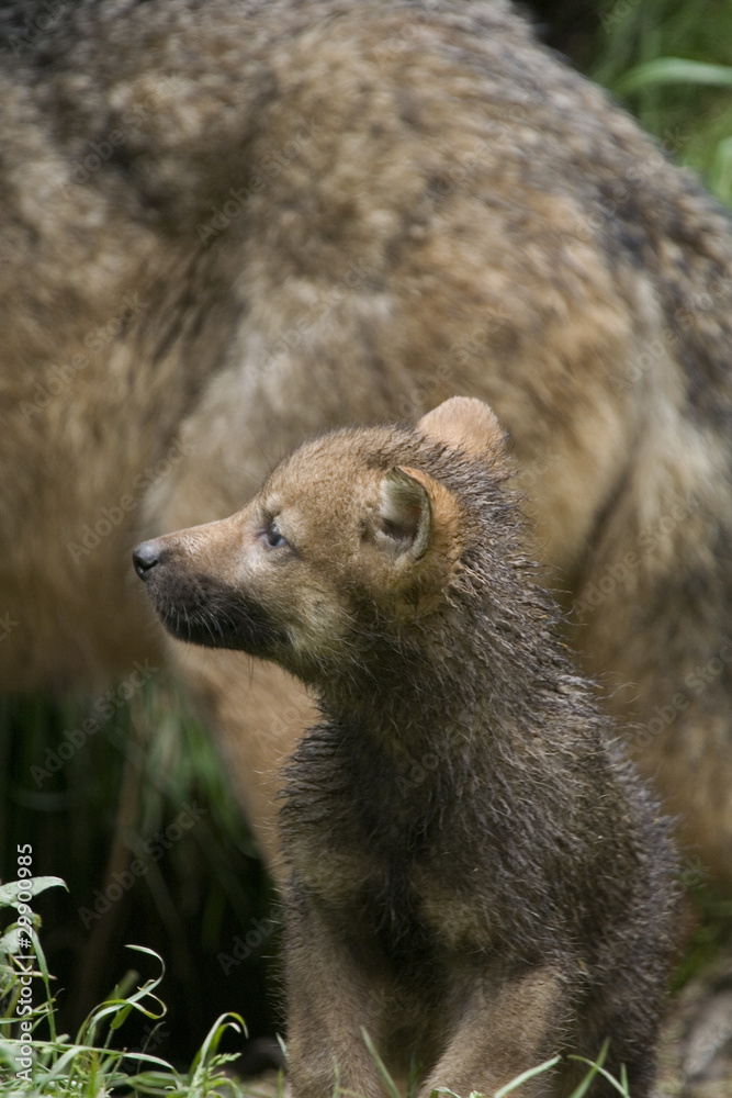 Obraz premium Wolfswelpe ( Canis lupus )