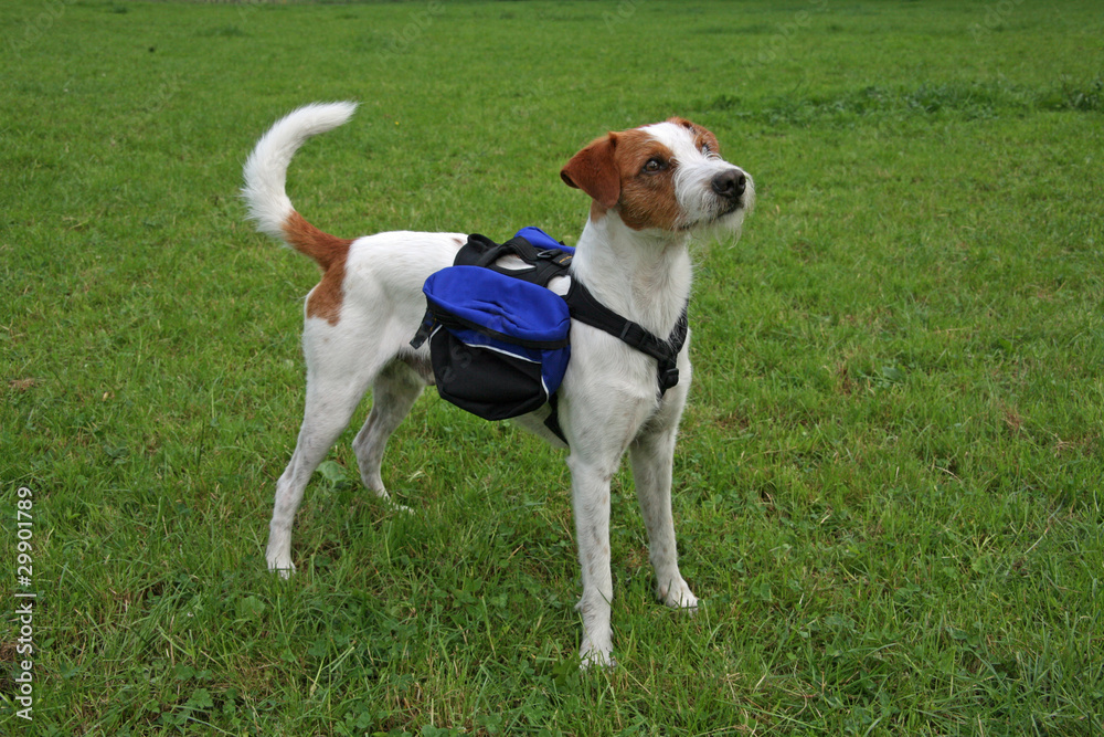 Jack Russell Terrier mit Hundebag